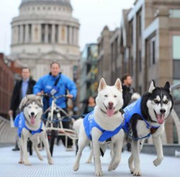 HuskiesStPauls