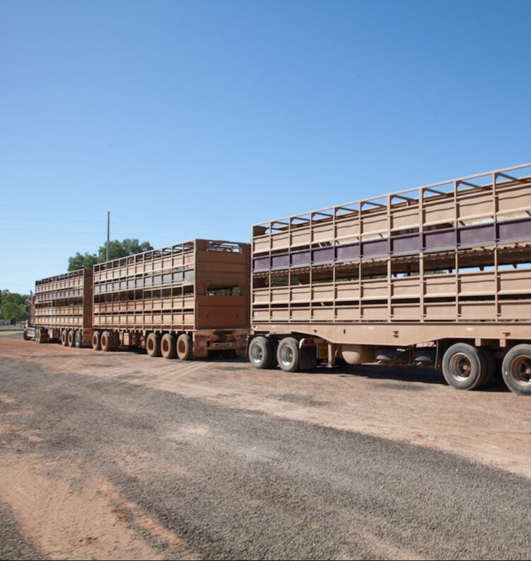the most dangerous part of the livestock transport task
