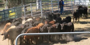 Animal Welfare is a Critical Consideration for Livestock Transporters