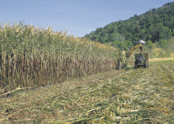 Sugar is a feedstock that can be converted into renewable diesel and sustainable aviation fuel to help power
cleaner transport in the future.  Image: 169169/stock.adobe.com.