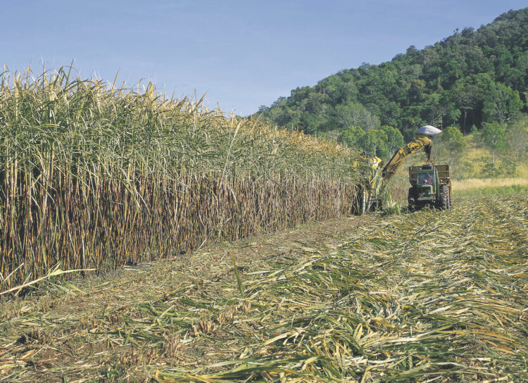 Sugar is a feedstock that can be converted into renewable diesel and sustainable aviation fuel to help power
cleaner transport in the future.  Image: 169169/stock.adobe.com.