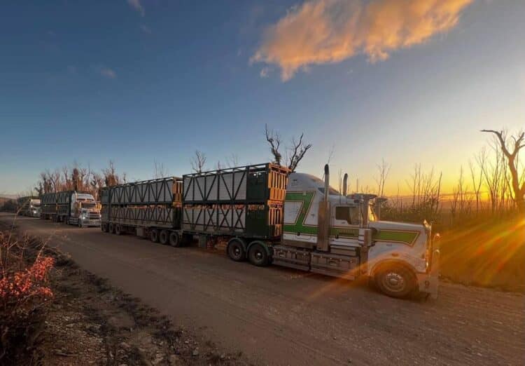 Shanahan’s Livestock Transport relies on Dana drivelines to keep its fleet of Kenworths transporting cattle. Image: Shanahan's Livestock Transport.